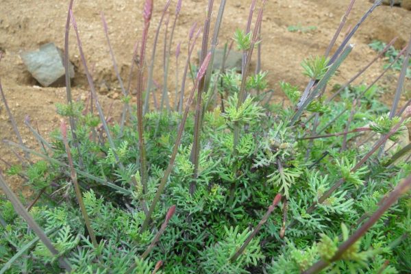Lavandula-coronopifolia_03-1