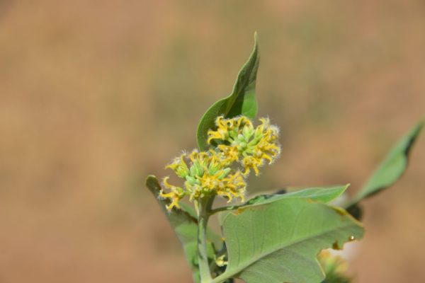Leptadenia-hastata_01
