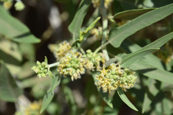 Leptadenia-hastata_02