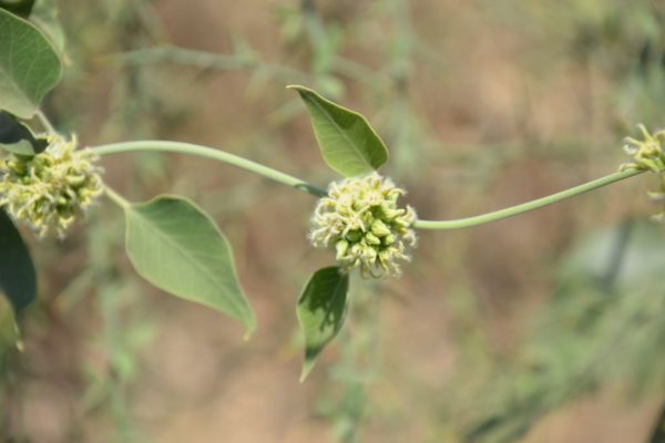 Leptadenia-lanceolata_02