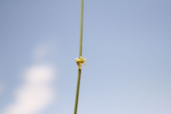 Leptadenia-pyrotechnica_01