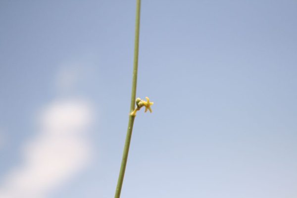Leptadenia-pyrotechnica_02