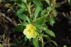 Ludwigia-erecta_01-1