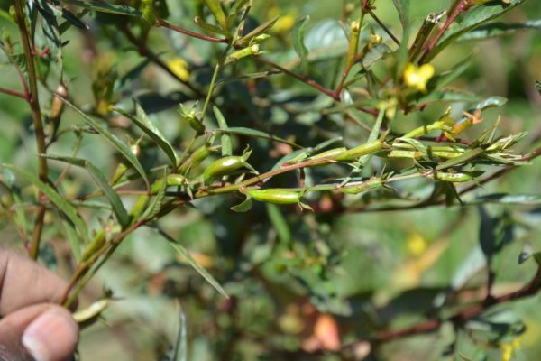Ludwigia-erecta_02