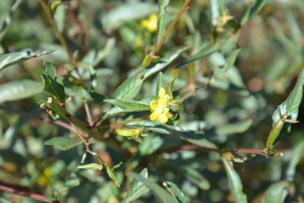 Ludwigia-erecta_03