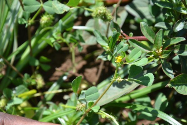 Medicago-polymorpha_01-2