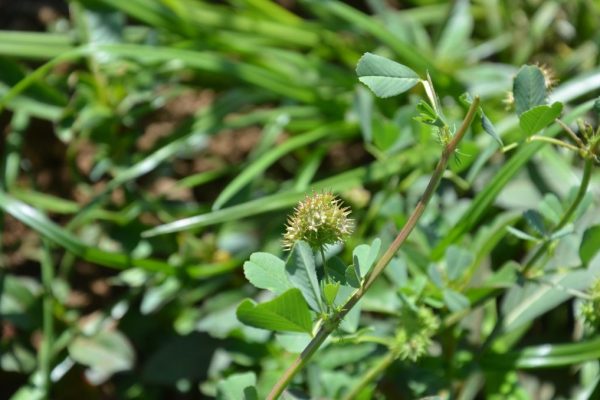 Medicago-polymorpha_02-1
