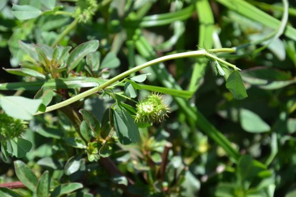 Medicago-polymorpha_03