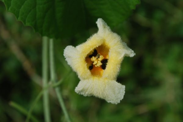 Momordica-foetida_01-1