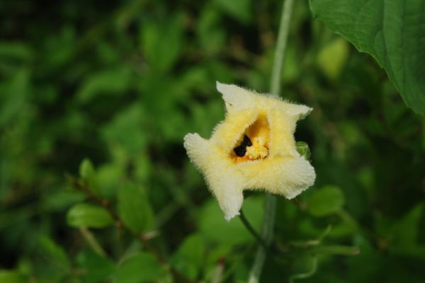 Momordica-foetida_02