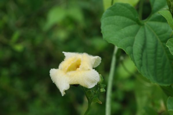 Momordica-foetida_03