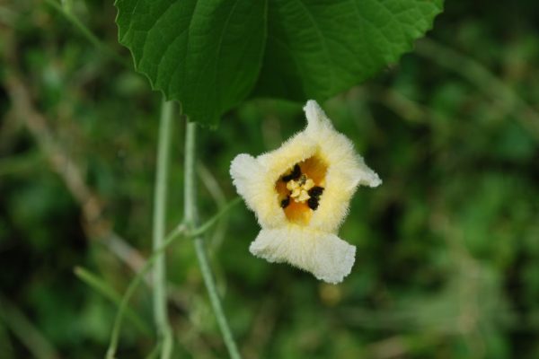 Momordica-foetida_04