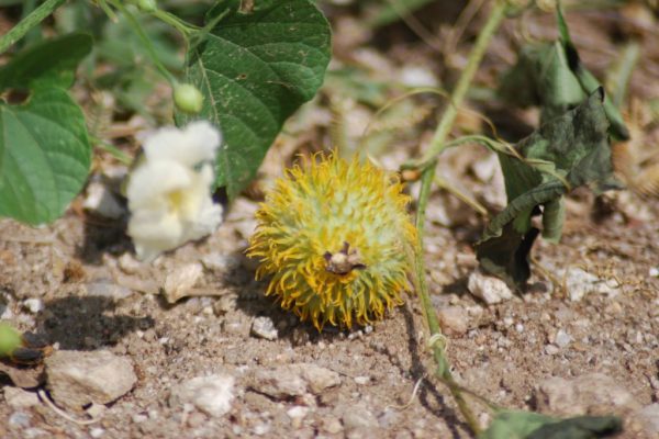 Momordica-foetida_06
