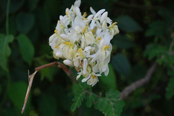Moringa-oleifera_01