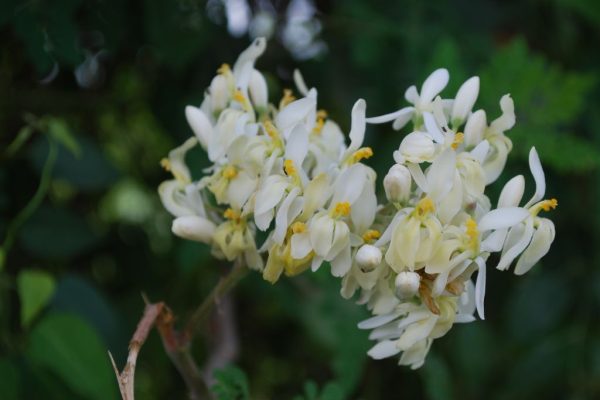 Moringa-oleifera_02