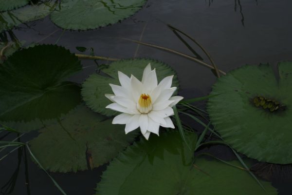 Nymphaea-lotus_01-1