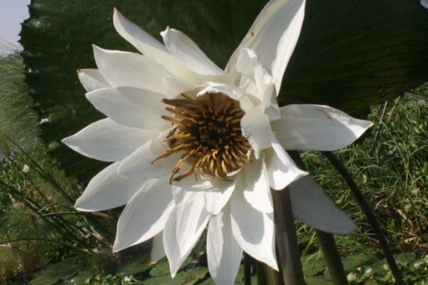 Nymphaea-lotus_02-rotated