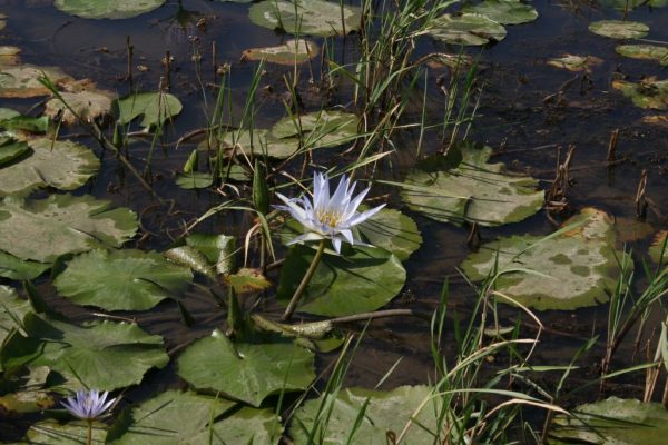 Nymphaea-nouchali_02