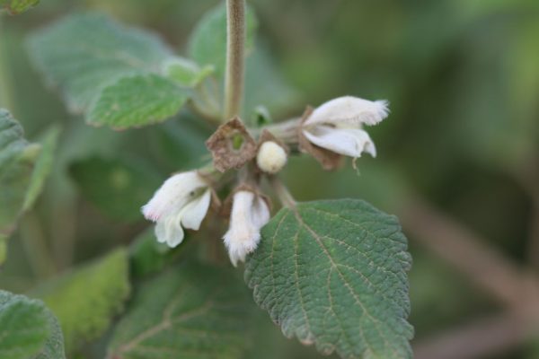 Otostegia-fruticosa_01