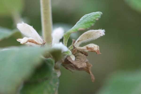 Otostegia-fruticosa_02