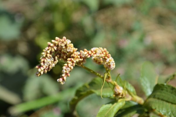 Persicaria-glabra_01-1