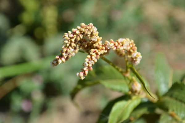 Persicaria-glabra_02