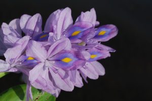 Pontederia-crassipes_01