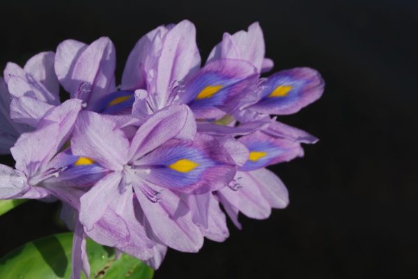 Pontederia-crassipes_01