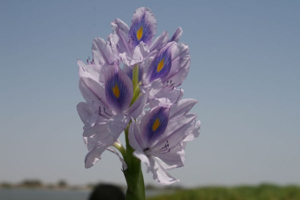 Pontederia-crassipes_02