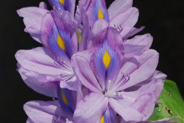Pontederia-crassipes_03-rotated