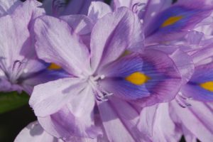 Pontederia-crassipes_04