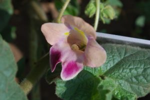 Proboscidea-parviflora_01-1-rotated
