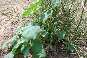 Proboscidea-parviflora_02