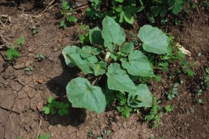 Proboscidea-parviflora_03