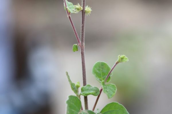 Pupalia-lappacea_01