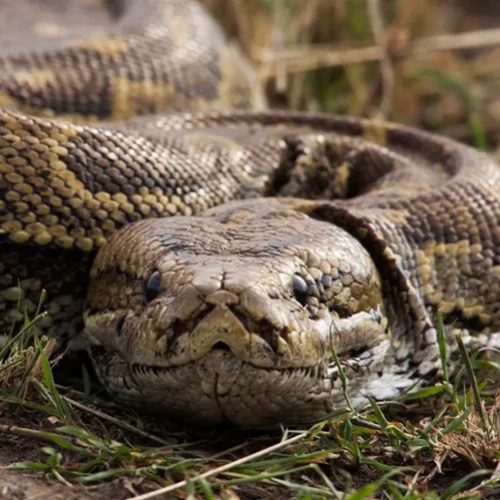 Animals of Sudan