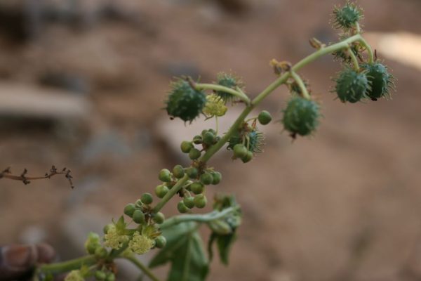Ricinus-communis_01