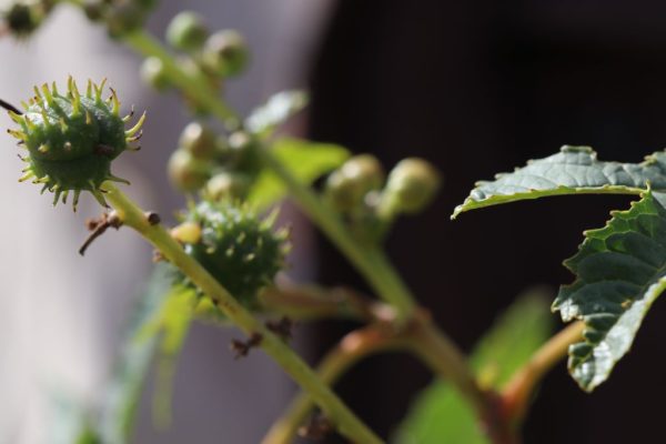 Ricinus-communis_02