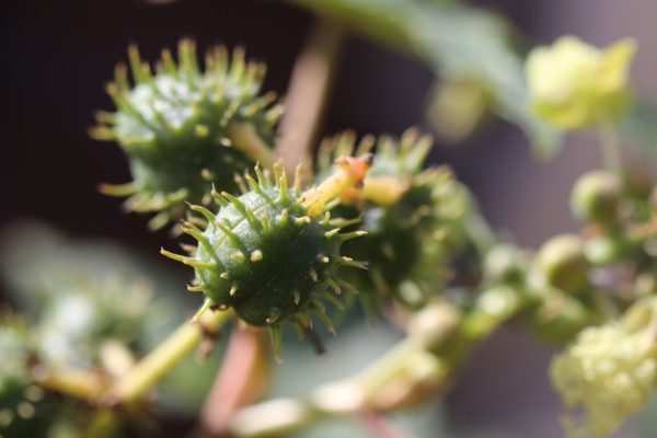Ricinus-communis_03