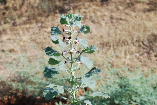 Rogeria-adenophylla_02