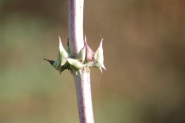 Rogeria-adenophylla_03