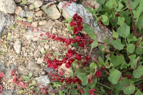 Rumex-vesicarius_02