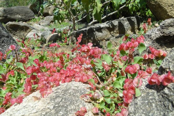Rumex-vesicarius_03