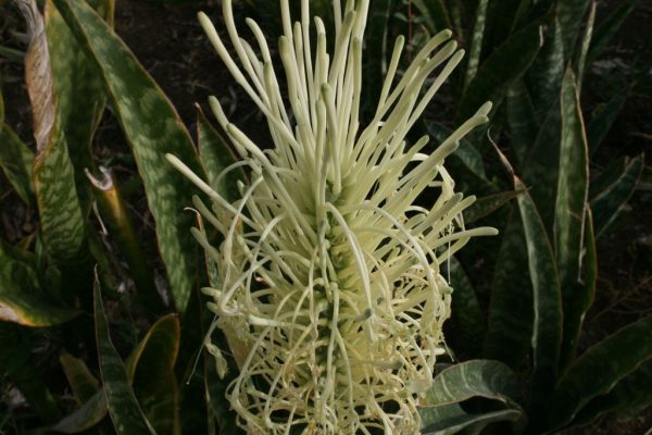 Sansevieria-hyacinthoides_01