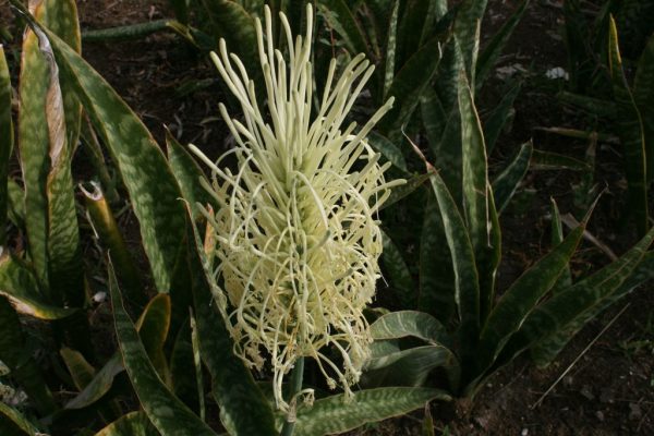 Sansevieria-hyacinthoides_02