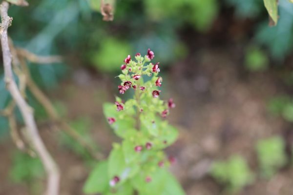 Scrophularia-arguta_01