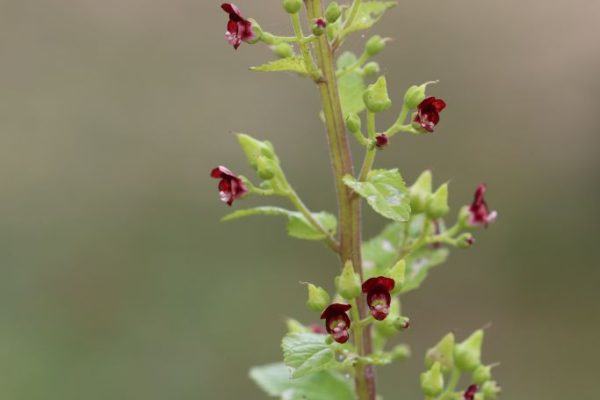 Scrophularia-arguta_03