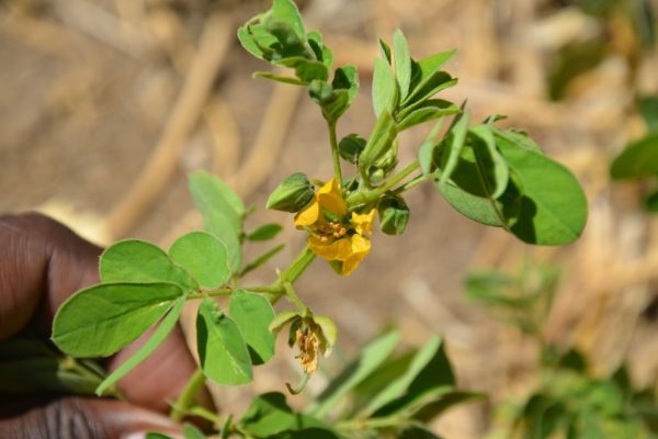 Senna-obtusifolia_01