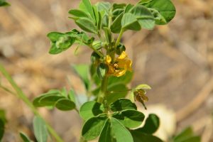 Senna-obtusifolia_02