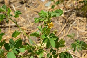 Senna-obtusifolia_03